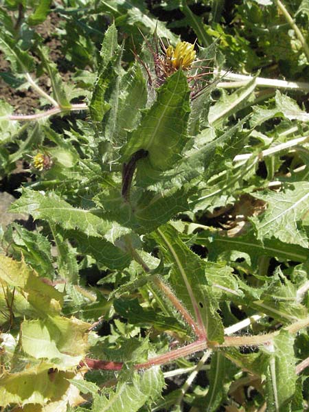 Centaurea benedicta \ Benediktenkraut / Blessed Thistle, D Botan. Gar.  Universit.  Mainz 4.8.2007