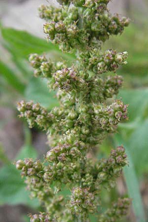 Blitum bonus-henricus \ Guter Heinrich / Good King Henry, D Schwarzwald/Black-Forest, Feldberg 18.8.2007