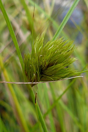 Carex bohemica \ B�hmische Segge / Bohemian Sedge, D Botan. Gar.  Universit.  Mainz 13.9.2008