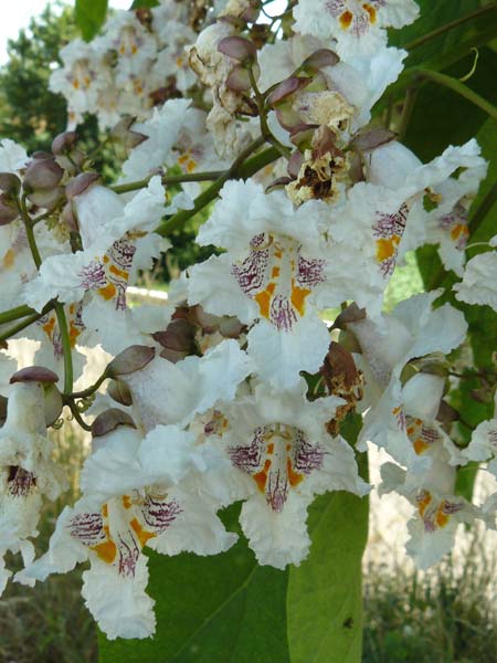 Catalpa bignonioides \ Gew�hnlicher Trompetenbaum, Beamtenbaum / Common Catalpa, Indian Bean Tree, D Aglasterhausen 5.7.2015