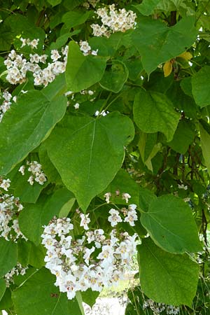 Catalpa bignonioides \ Gew�hnlicher Trompetenbaum, Beamtenbaum / Common Catalpa, Indian Bean Tree, D Aglasterhausen 5.7.2015
