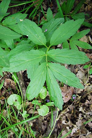 Cardamine bulbifera \ Kn�llchen-Zahnwurz, Zwiebel-Zahnwurz / Coral-Root Bitter-Cress, D Hanau 2.5.2015