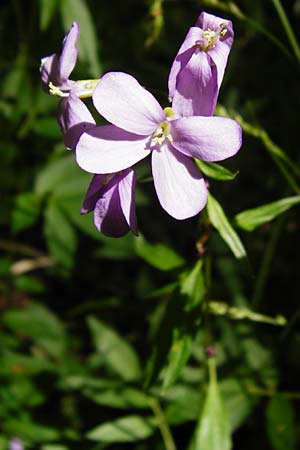 Cardamine bulbifera \ Kn�llchen-Zahnwurz, Zwiebel-Zahnwurz / Coral-Root Bitter-Cress, D Hanau 2.5.2015