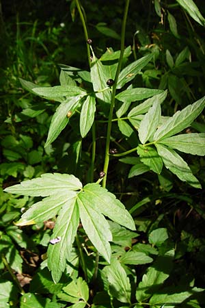 Cardamine bulbifera \ Kn�llchen-Zahnwurz, Zwiebel-Zahnwurz / Coral-Root Bitter-Cress, D Hanau 2.5.2015