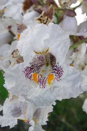 Catalpa bignonioides \ Gew�hnlicher Trompetenbaum, Beamtenbaum / Common Catalpa, Indian Bean Tree, D Aglasterhausen 5.7.2015