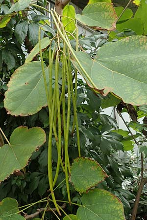 Catalpa bignonioides \ Gew�hnlicher Trompetenbaum, Beamtenbaum / Common Catalpa, Indian Bean Tree, D Mannheim 20.9.2015