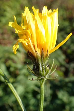 Crepis biennis \ Wiesen-Pippau / Rough Hawk's-Beard, D Dresden 2.11.2015