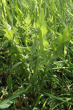 Crepis biennis \ Wiesen-Pippau / Rough Hawk's-Beard, D Odenwald, Nieder-Beerbach 22.4.2016