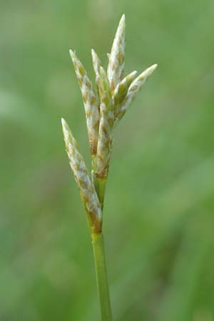 Carex brizoides \ Zittergras-Segge / Quaking Grass Sedge, D Leutkirch 7.5.2016