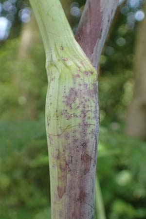 Chaerophyllum bulbosum \ R�ben-K�lberkropf, Knollenkerbel / Turip-Rooted Chervil, D Gro&szlig;heubach am Main 20.6.2016