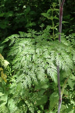 Chaerophyllum bulbosum \ R�ben-K�lberkropf, Knollenkerbel / Turip-Rooted Chervil, D Gro&szlig;heubach am Main 20.6.2016