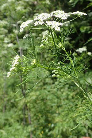 Chaerophyllum bulbosum \ R�ben-K�lberkropf, Knollenkerbel / Turip-Rooted Chervil, D Gro&szlig;heubach am Main 20.6.2016