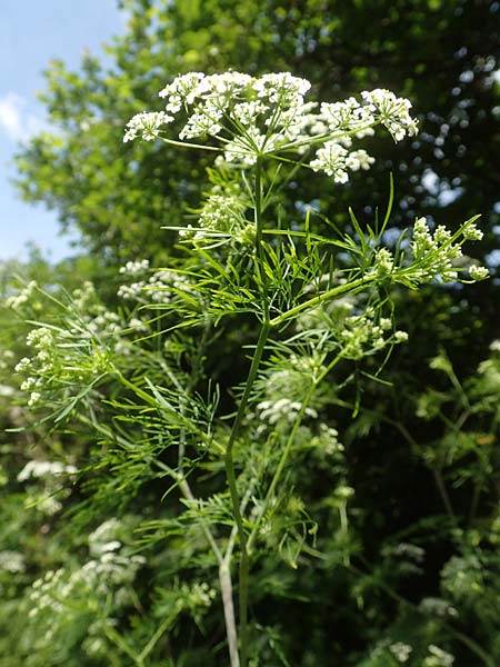 Chaerophyllum bulbosum \ R�ben-K�lberkropf, Knollenkerbel / Turip-Rooted Chervil, D Gro&szlig;heubach am Main 20.6.2016