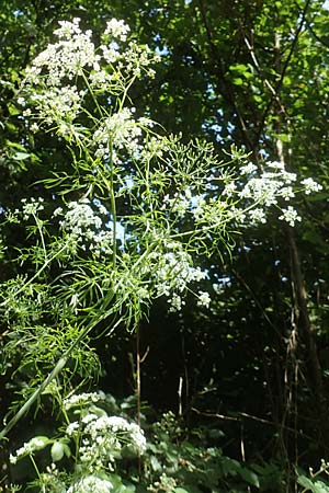 Chaerophyllum bulbosum \ R�ben-K�lberkropf, Knollenkerbel / Turip-Rooted Chervil, D Gro&szlig;heubach am Main 20.6.2016