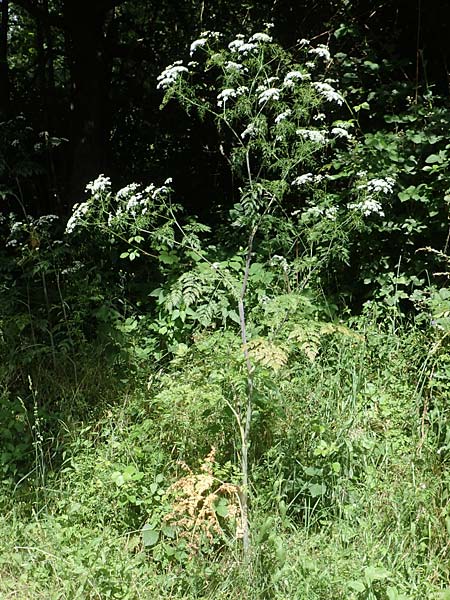 Chaerophyllum bulbosum \ R�ben-K�lberkropf, Knollenkerbel / Turip-Rooted Chervil, D Gro&szlig;heubach am Main 20.6.2016