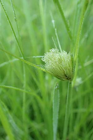 Carex bohemica \ B�hmische Segge / Bohemian Sedge, D Donaueschingen 6.9.2016