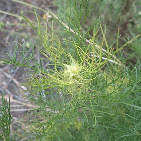 Cosmos bipinnatus \ Schmuckk�rbchen, Fiederbl�ttrige Schmuckblume / Garden Cosmos, Mexican Aster, D Mannheim 10.10.2016