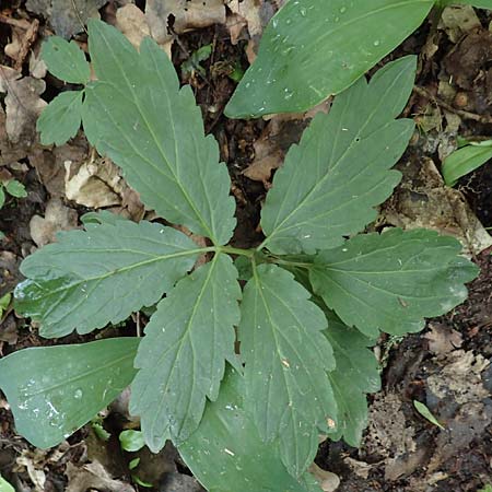 Cardamine bulbifera \ Kn�llchen-Zahnwurz, Zwiebel-Zahnwurz / Coral-Root Bitter-Cress, D Dietzenbach 19.5.2019