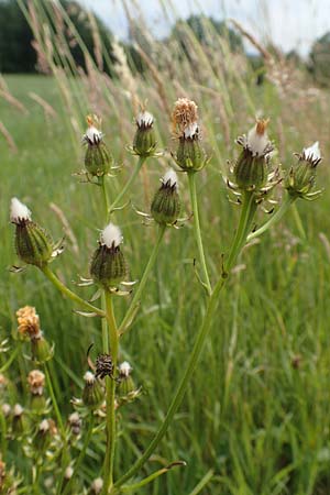 Crepis biennis \ Wiesen-Pippau / Rough Hawk's-Beard, D Westerwald, Hasselbach 8.6.2020