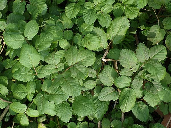 Chaerophyllum byzantinum \ Byzantiner K�lberkropf / Byzantine Chervil, D Duisburg 12.3.2022