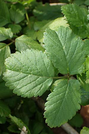 Chaerophyllum byzantinum \ Byzantiner K�lberkropf / Byzantine Chervil, D Duisburg 12.3.2022