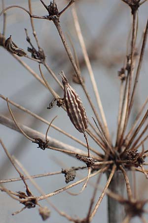 Chaerophyllum byzantinum \ Byzantiner K�lberkropf / Byzantine Chervil, D Duisburg 12.3.2022