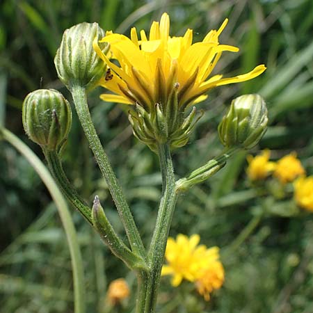 Crepis biennis \ Wiesen-Pippau / Rough Hawk's-Beard, D Th&uuml;ringen, Bad Frankenhausen 10.6.2022