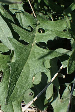 Crepis biennis \ Wiesen-Pippau / Rough Hawk's-Beard, D Th&uuml;ringen, Bad Frankenhausen 10.6.2022