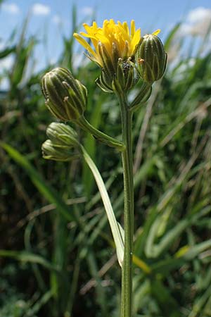 Crepis biennis \ Wiesen-Pippau / Rough Hawk's-Beard, D Th&uuml;ringen, Bad Frankenhausen 10.6.2022