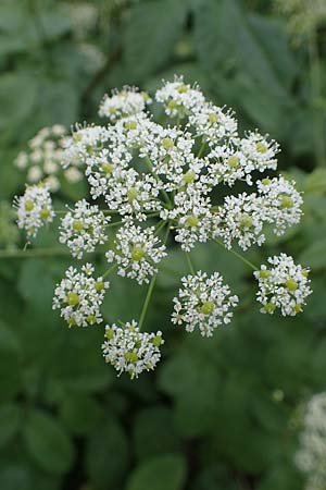 Chaerophyllum byzantinum, Byzantiner K�lberkropf