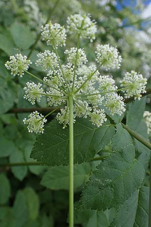 Chaerophyllum byzantinum \ Byzantiner K�lberkropf / Byzantine Chervil, D Duisburg 19.6.2022