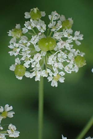 Chaerophyllum byzantinum \ Byzantiner K�lberkropf / Byzantine Chervil, D Duisburg 19.6.2022