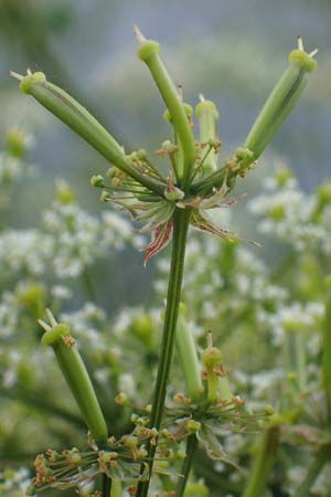 Chaerophyllum byzantinum \ Byzantiner K�lberkropf / Byzantine Chervil, D Duisburg 19.6.2022