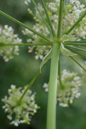 Chaerophyllum byzantinum \ Byzantiner K�lberkropf / Byzantine Chervil, D Duisburg 19.6.2022
