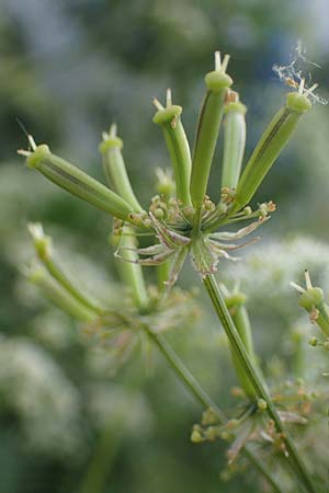 Chaerophyllum byzantinum \ Byzantiner K�lberkropf / Byzantine Chervil, D Duisburg 19.6.2022