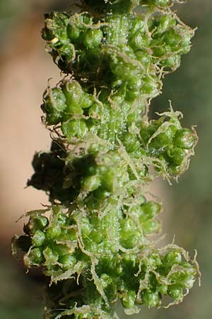 Blitum bonus-henricus \ Guter Heinrich / Good King Henry, D Odenwald, Erbach 17.7.2022