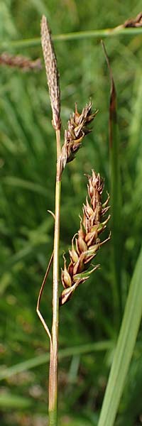 Carex binervis \ Zweinervige Segge / Green-Ribbed Sedge, D Hunsr&uuml;ck, B&ouml;rfink 18.7.2022