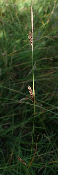 Carex binervis \ Zweinervige Segge / Green-Ribbed Sedge, D Hunsr&uuml;ck, B&ouml;rfink 18.7.2022