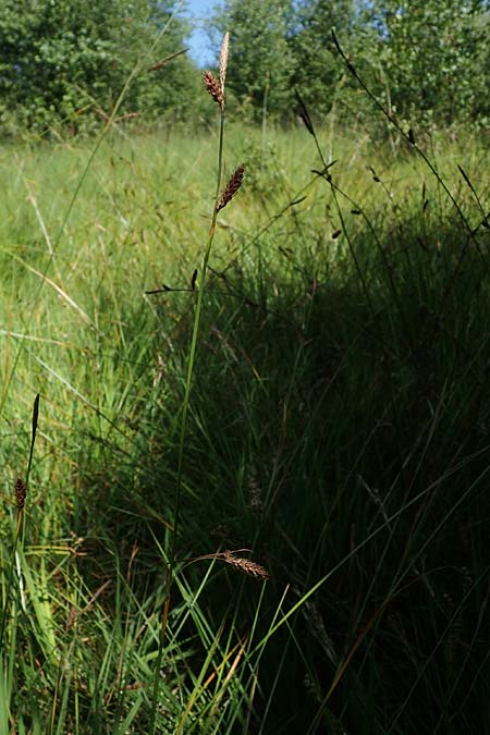 Carex binervis \ Zweinervige Segge / Green-Ribbed Sedge, D Hunsr&uuml;ck, B&ouml;rfink 18.7.2022