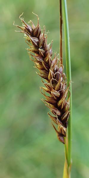 Carex binervis \ Zweinervige Segge / Green-Ribbed Sedge, D Hunsr&uuml;ck, B&ouml;rfink 18.7.2022