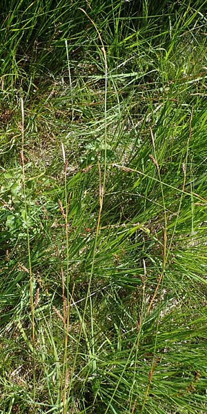 Carex binervis \ Zweinervige Segge / Green-Ribbed Sedge, D Hunsr&uuml;ck, B&ouml;rfink 18.7.2022