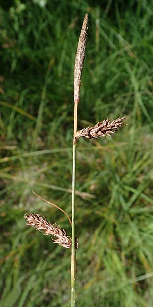 Carex binervis \ Zweinervige Segge / Green-Ribbed Sedge, D Hunsr&uuml;ck, B&ouml;rfink 18.7.2022