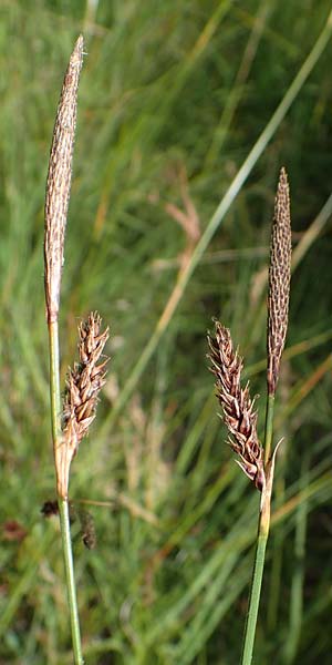 Carex binervis \ Zweinervige Segge / Green-Ribbed Sedge, D Hunsr&uuml;ck, B&ouml;rfink 18.7.2022