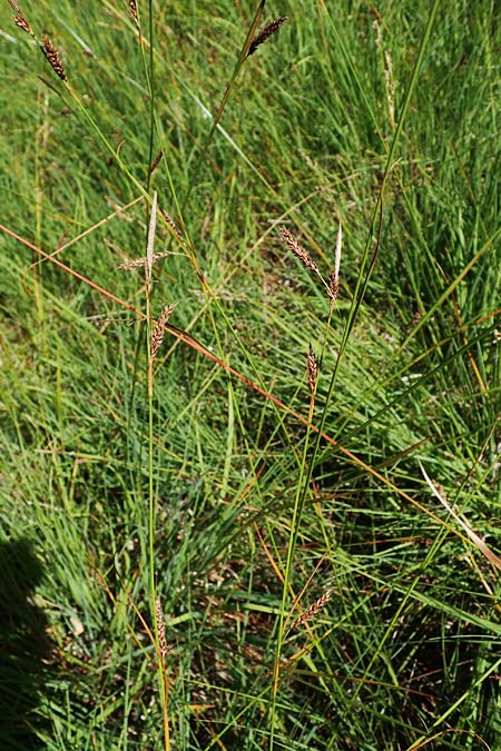 Carex binervis \ Zweinervige Segge / Green-Ribbed Sedge, D Hunsr&uuml;ck, B&ouml;rfink 18.7.2022