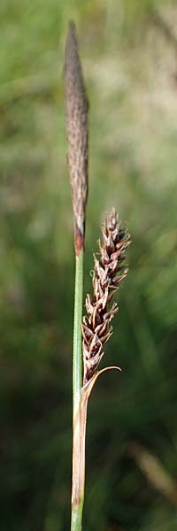 Carex binervis \ Zweinervige Segge / Green-Ribbed Sedge, D Hunsr&uuml;ck, B&ouml;rfink 18.7.2022