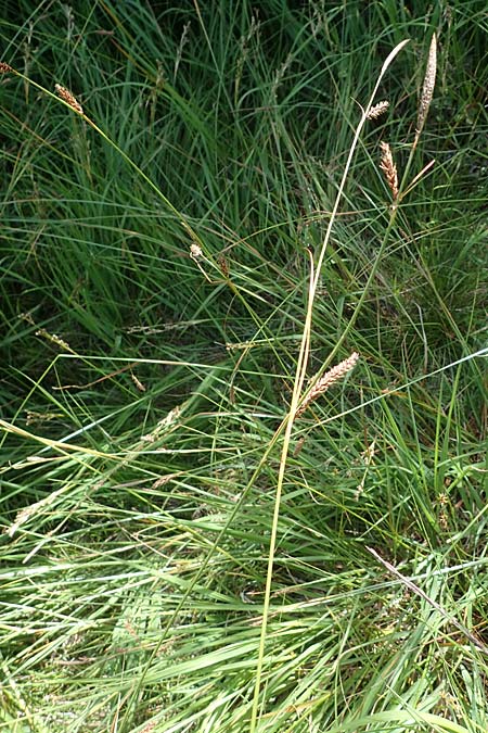 Carex binervis \ Zweinervige Segge / Green-Ribbed Sedge, D Hunsr&uuml;ck, B&ouml;rfink 18.7.2022