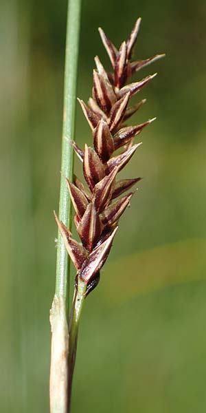 Carex binervis \ Zweinervige Segge / Green-Ribbed Sedge, D Hunsr&uuml;ck, B&ouml;rfink 18.7.2022