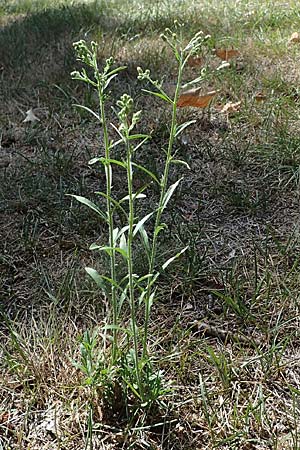 Erigeron bonariensis \ S�damerikanischer Katzenschweif, Krauser Katzenschweif / Argentine Fleabane, D Duisburg 21.8.2022