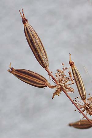 Chaerophyllum byzantinum \ Byzantiner K�lberkropf / Byzantine Chervil, D Duisburg 21.8.2022