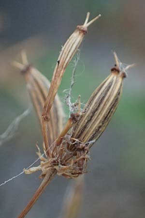 Chaerophyllum byzantinum \ Byzantiner K�lberkropf / Byzantine Chervil, D Duisburg 21.8.2022